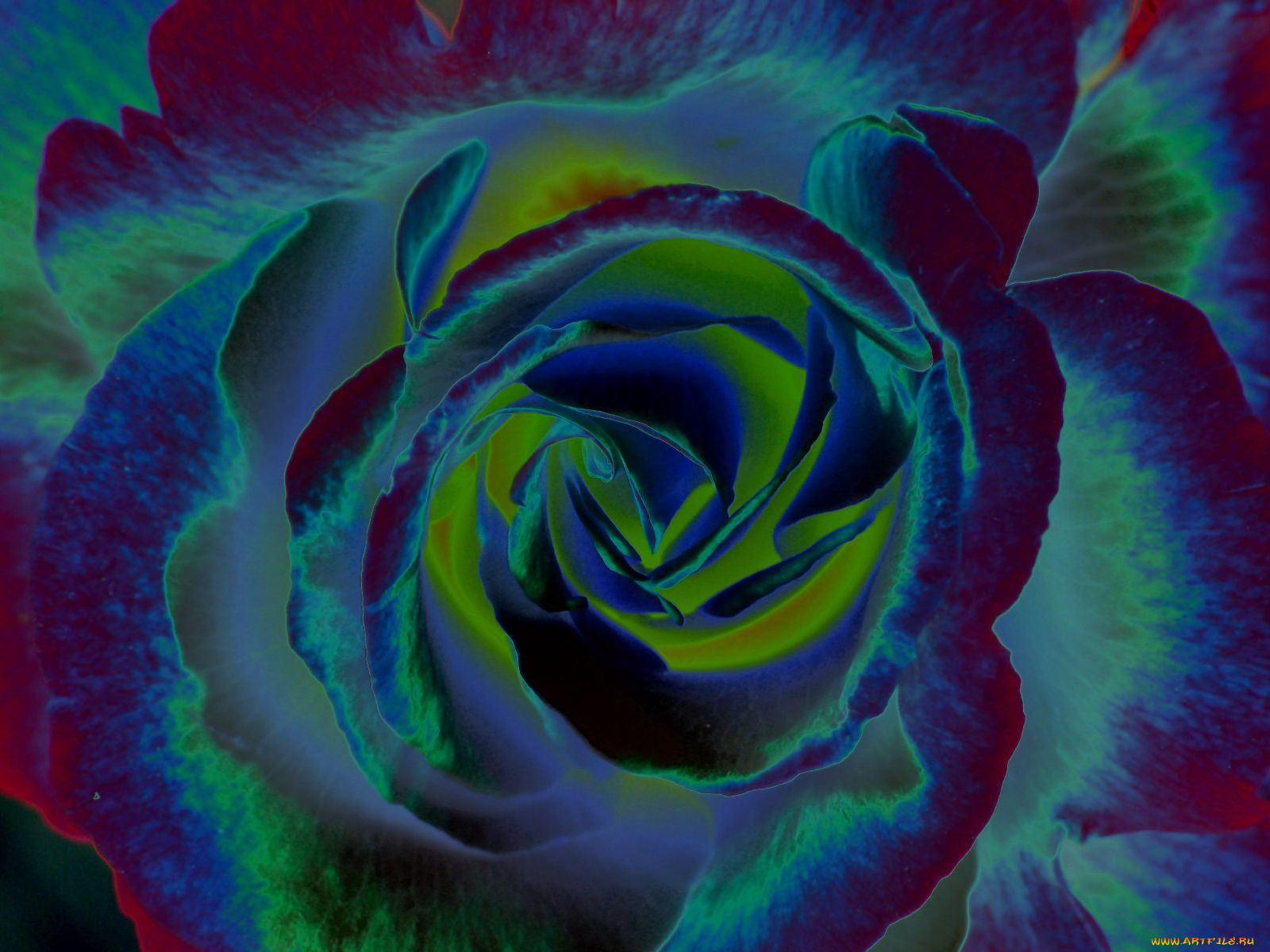 цветы, розы