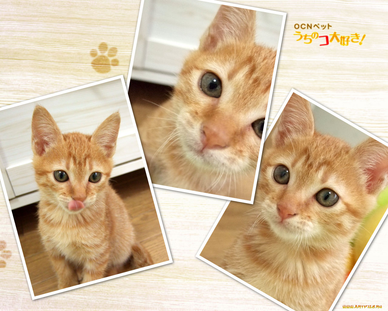 животные, коты