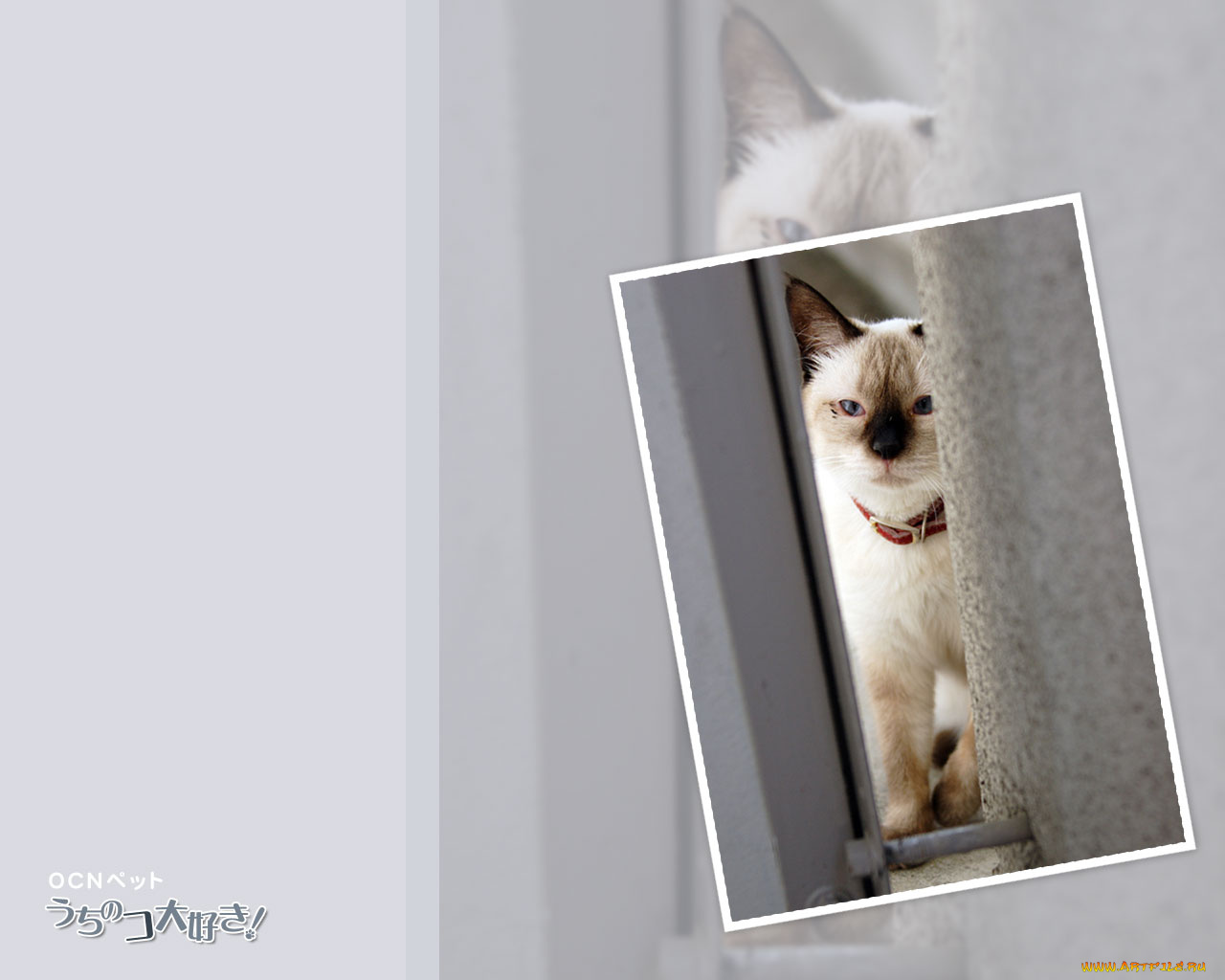 животные, коты