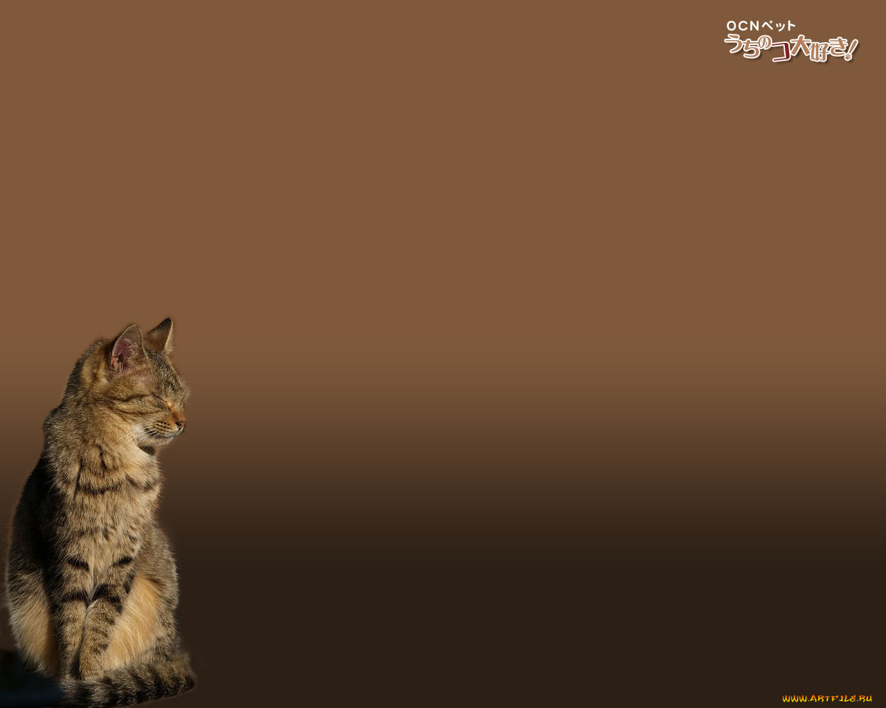 животные, коты