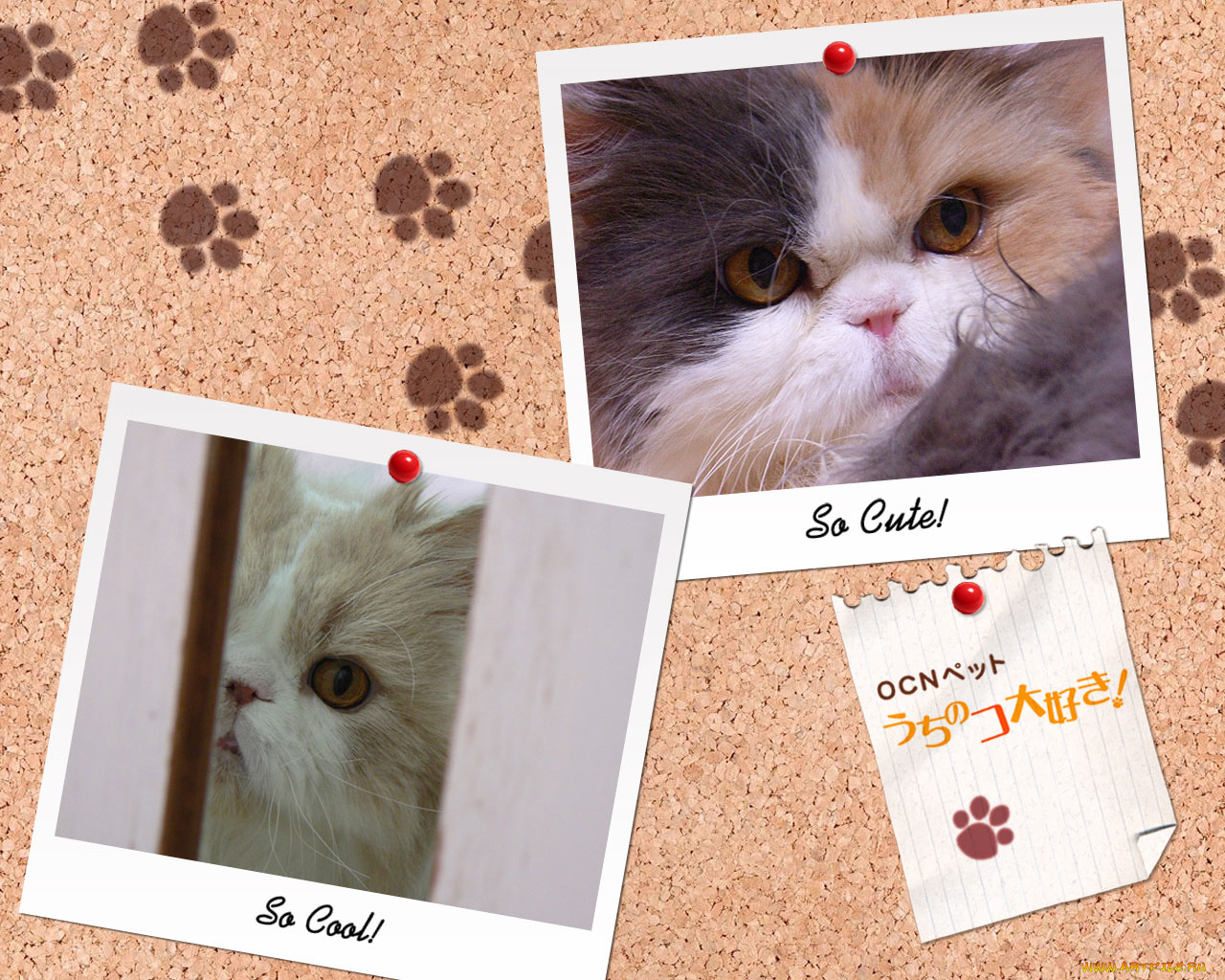 животные, коты