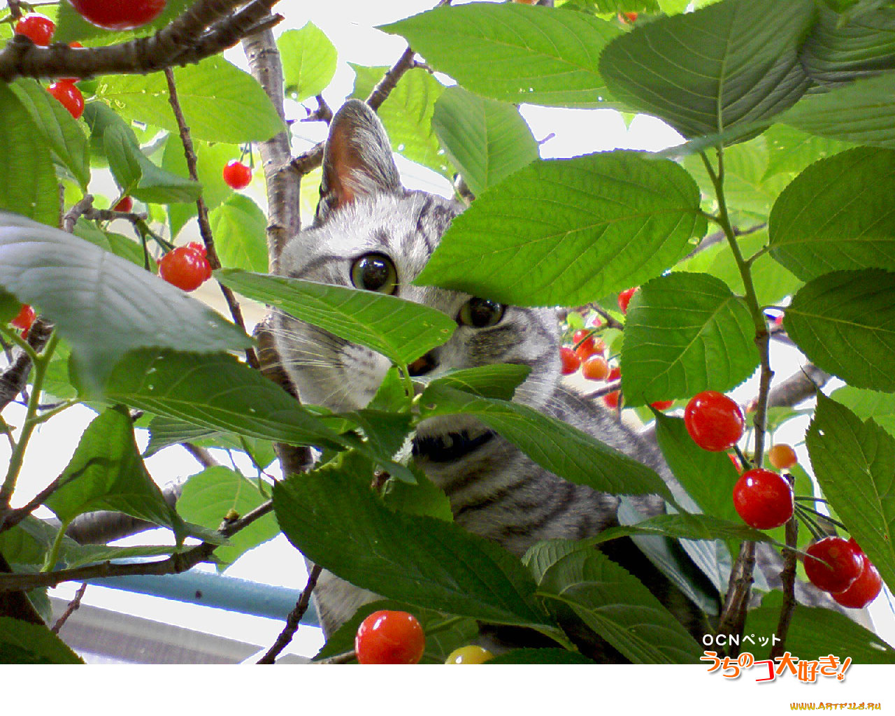 животные, коты