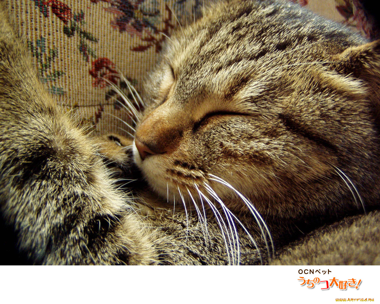 животные, коты