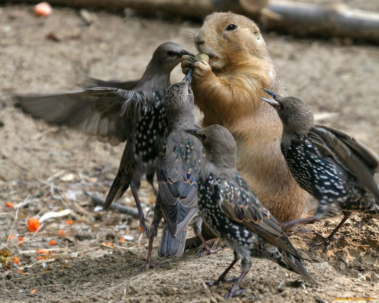 животные, разные, вместе