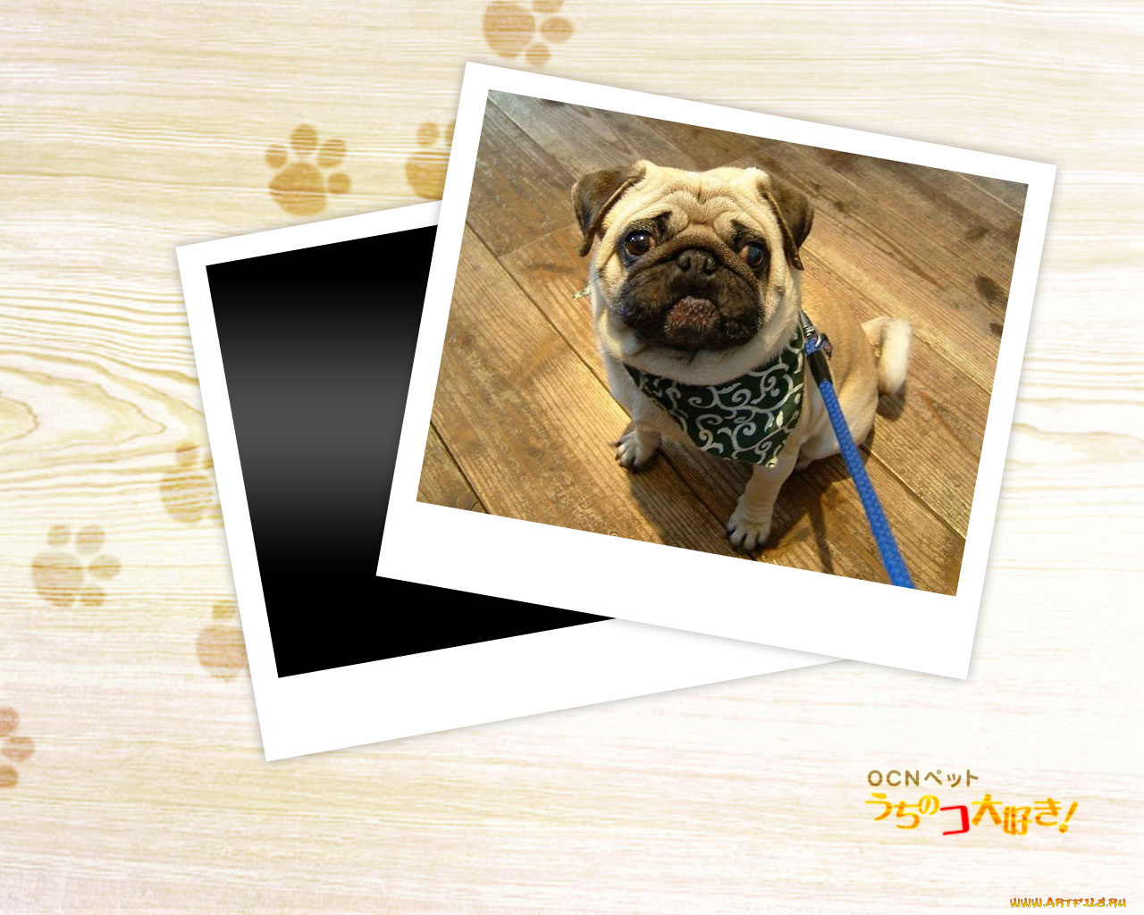 животные, собаки