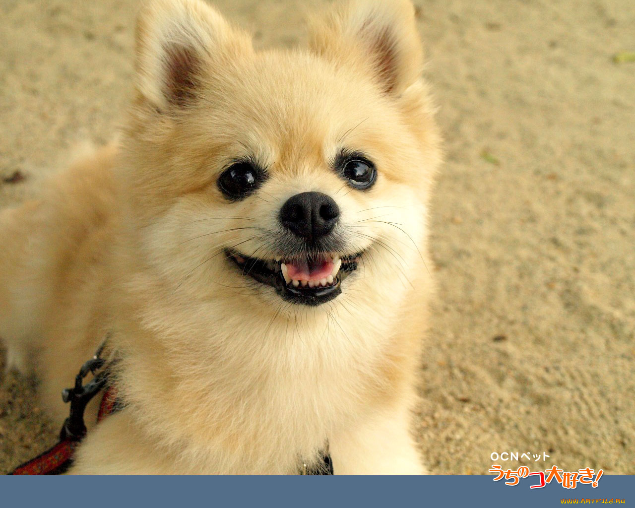 животные, собаки