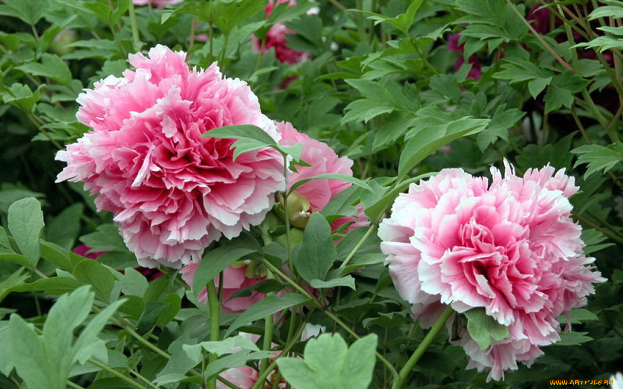 цветы, пионы