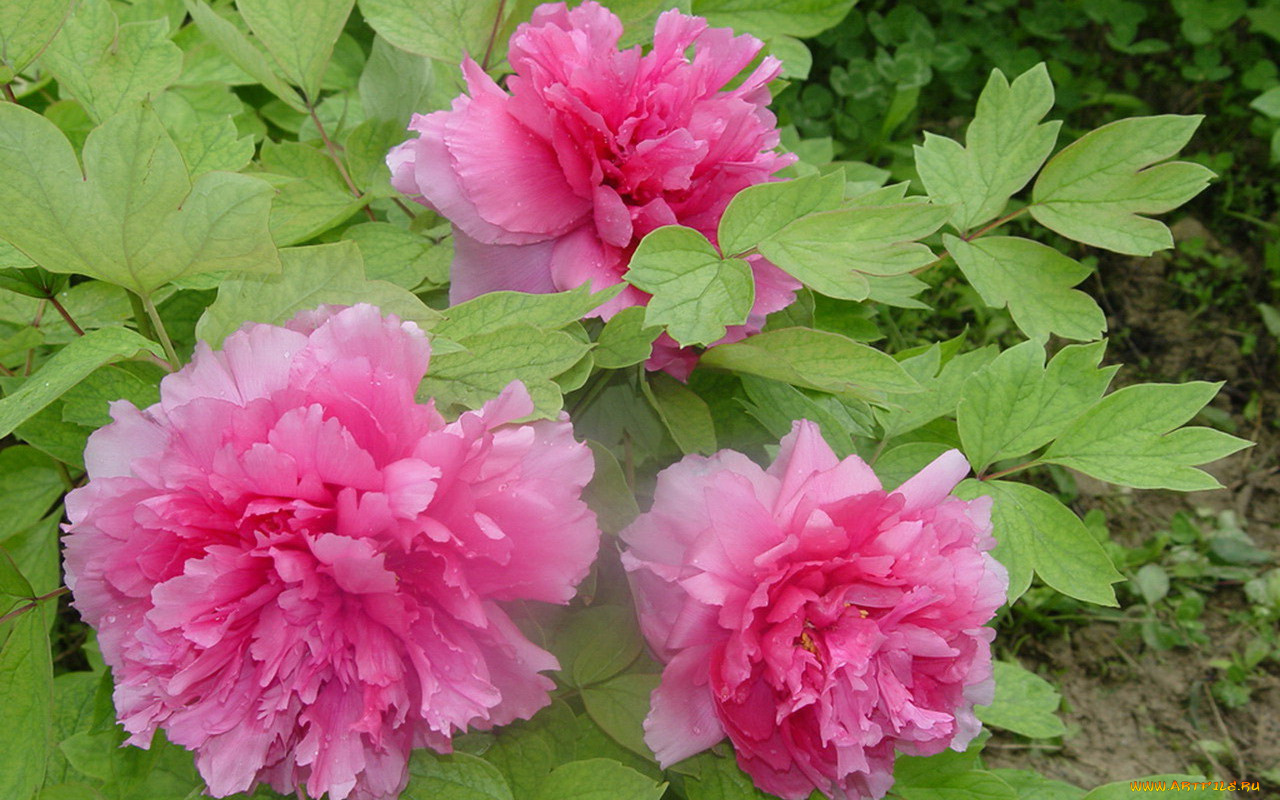 цветы, пионы