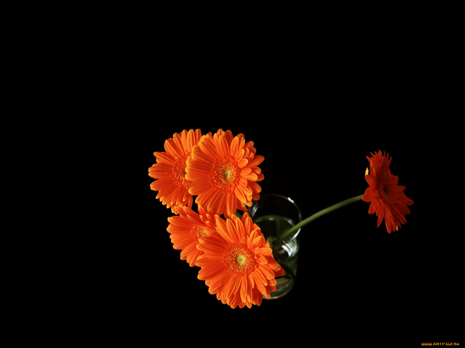 цветы, герберы