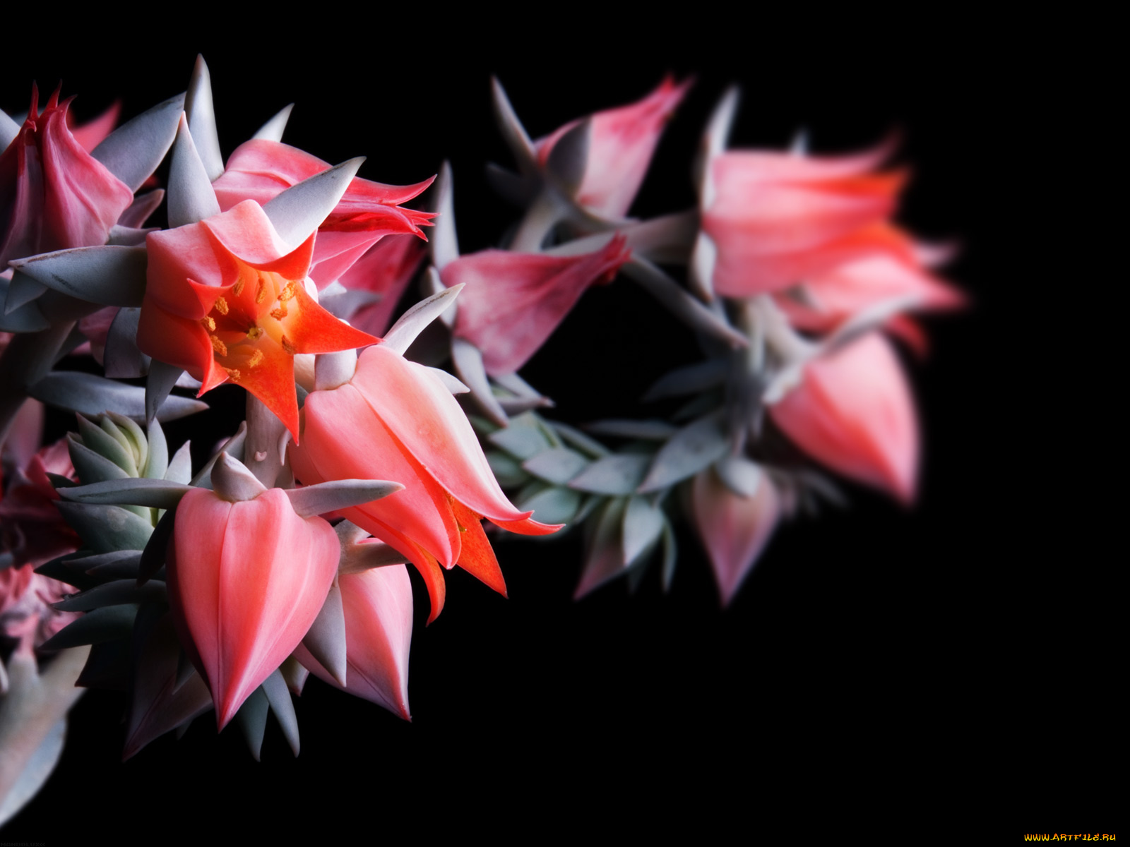 цветы, каланхоэ