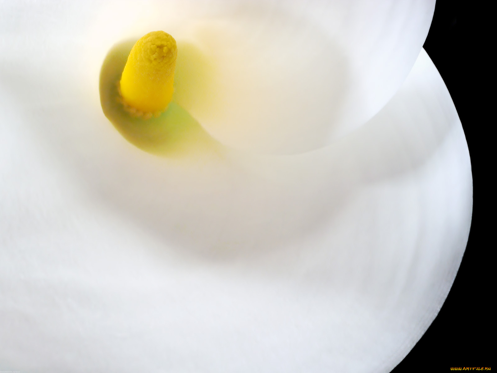 цветы, каллы