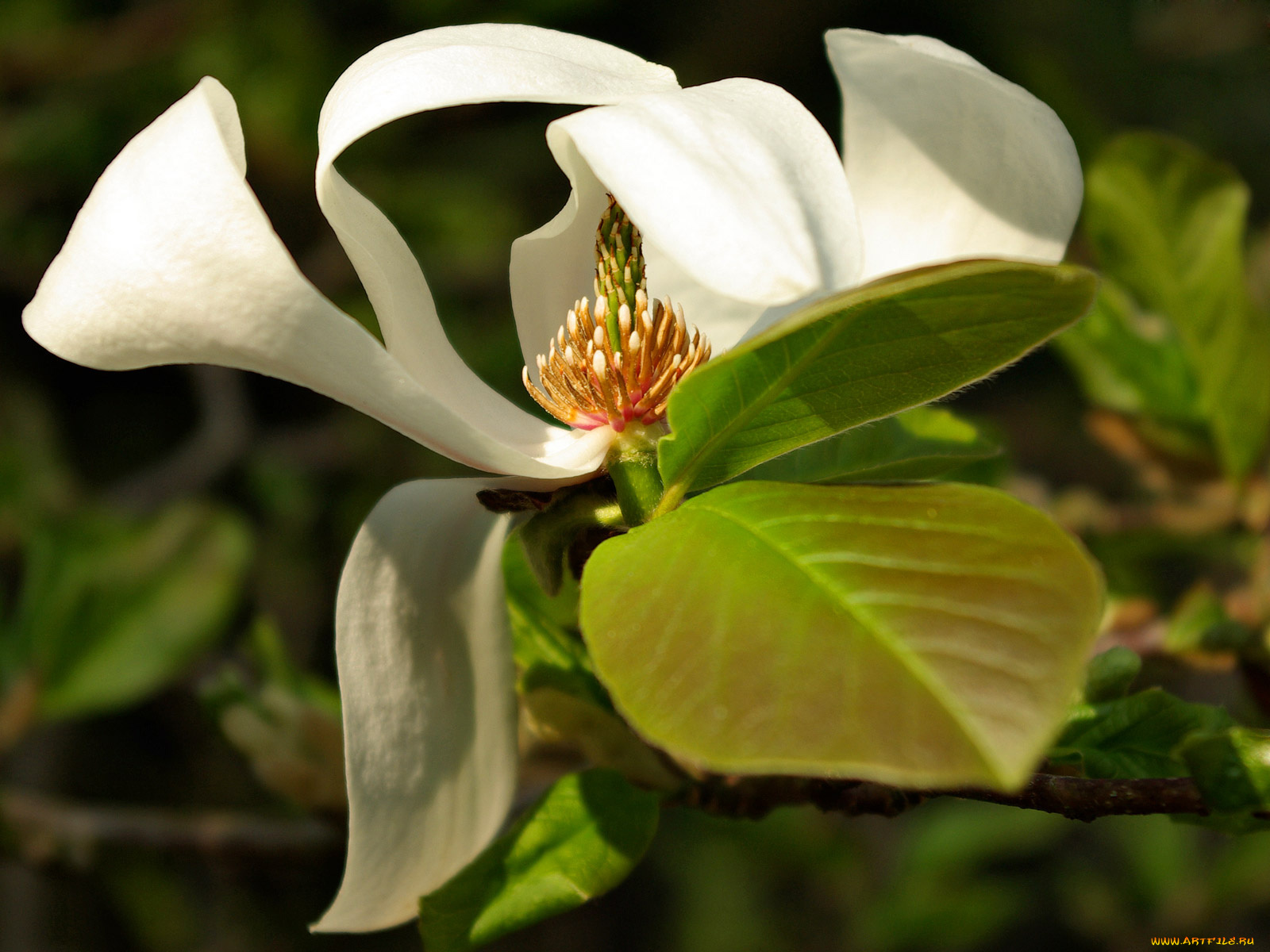 цветы, магнолии