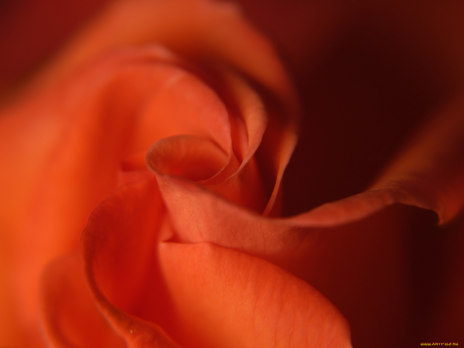 цветы, розы