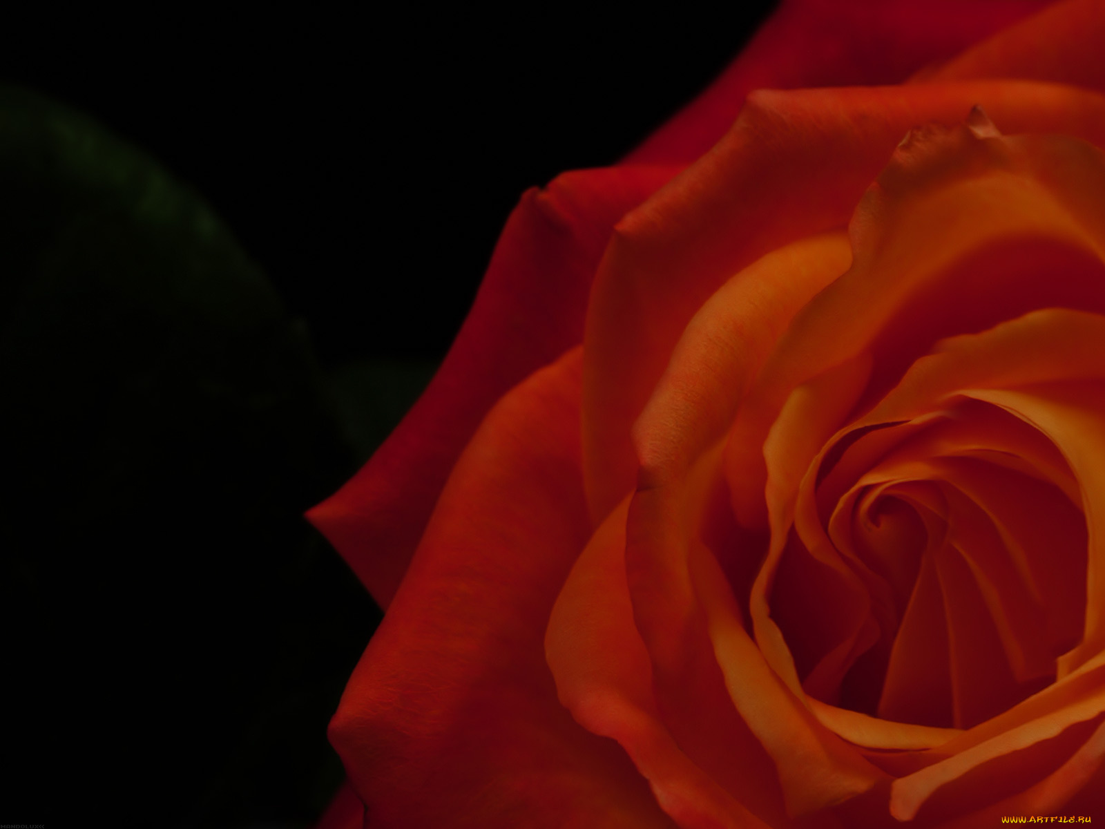 цветы, розы