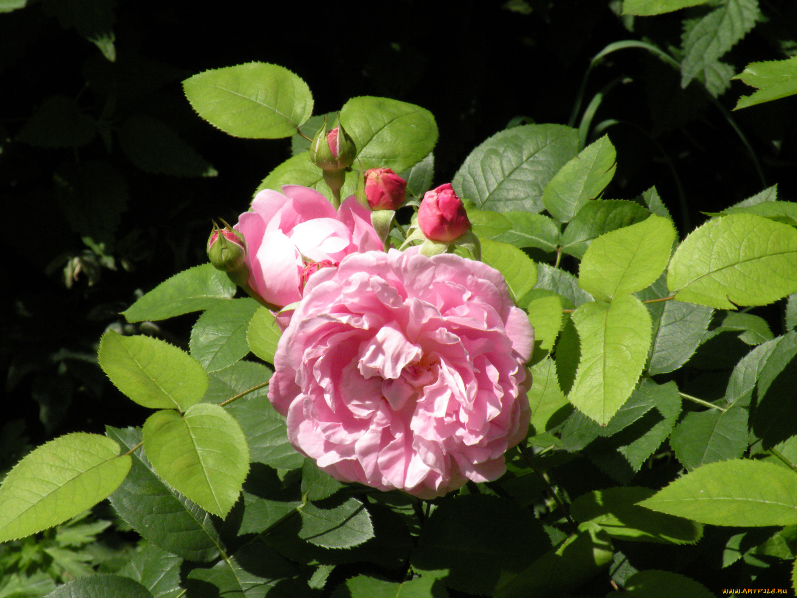 цветы, розы