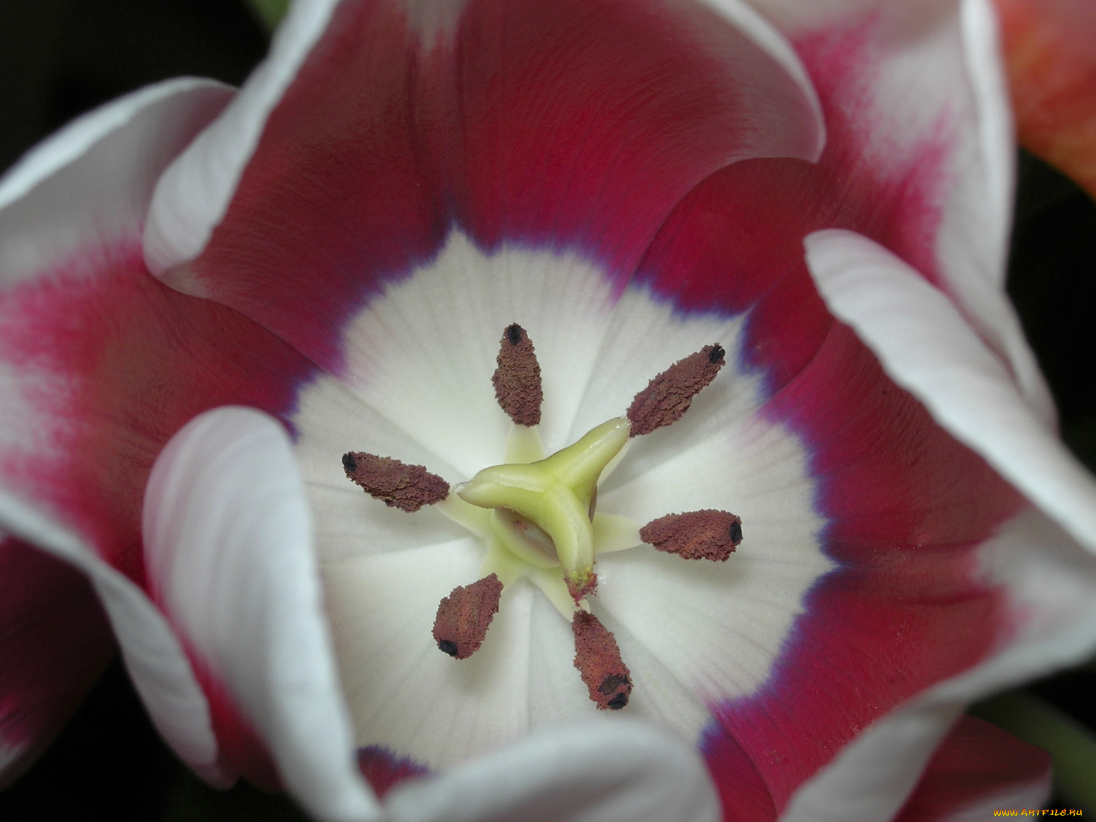 цветы, тюльпаны