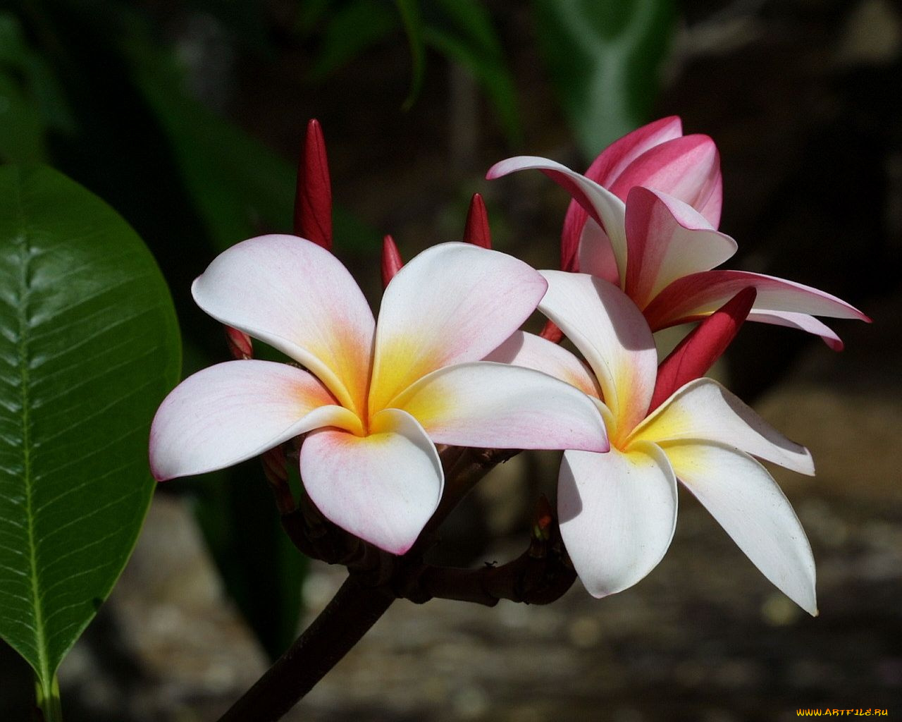 цветы, плюмерия