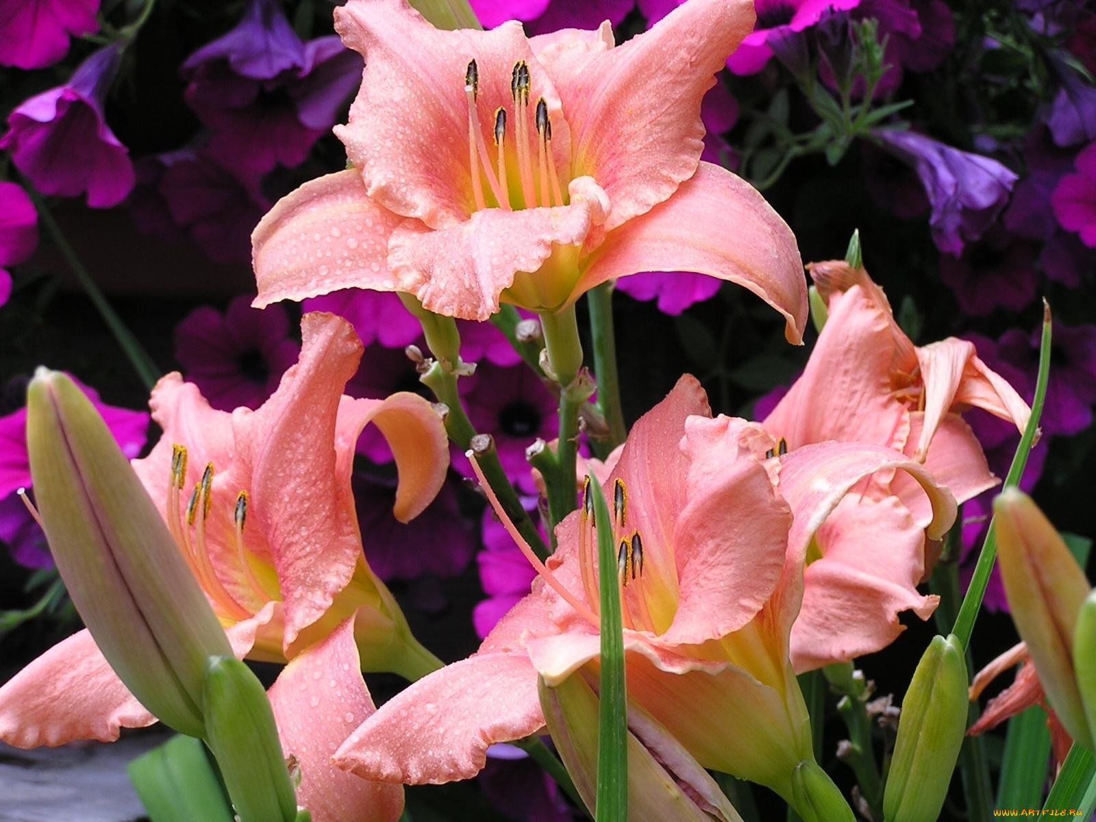 цветы, лилии, лилейники, лепестки