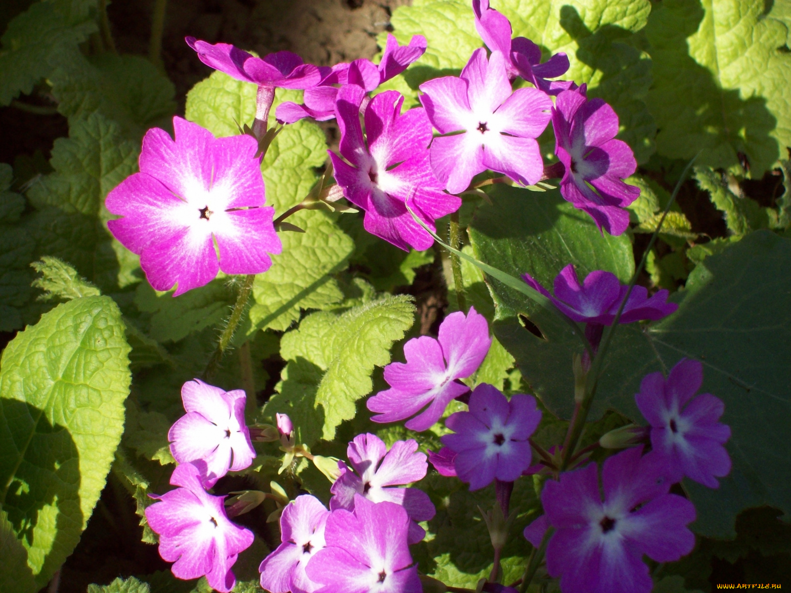 цветы, примулы, сиреневый