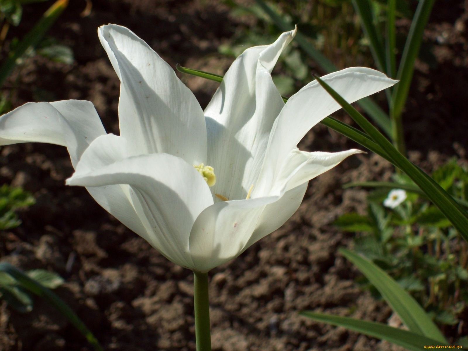 цветы, тюльпаны, белый