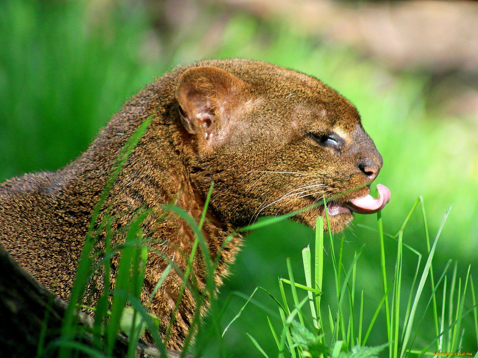 Ягуарунди, кошка, выдра, животные, дикие, кошки, язык