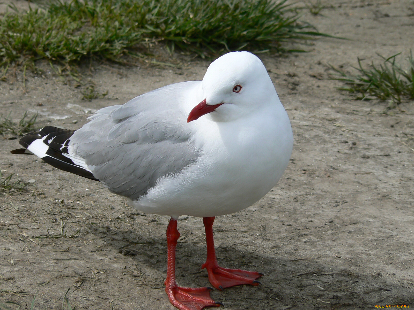 животные, Чайки, бакланы, крачки, чайка