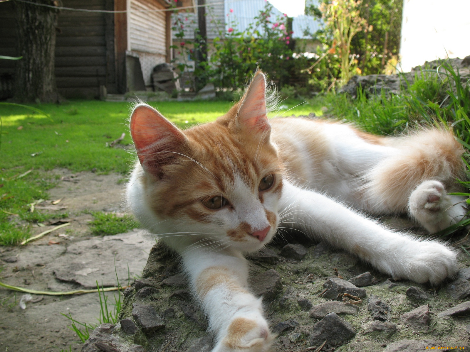 животные, коты, cat