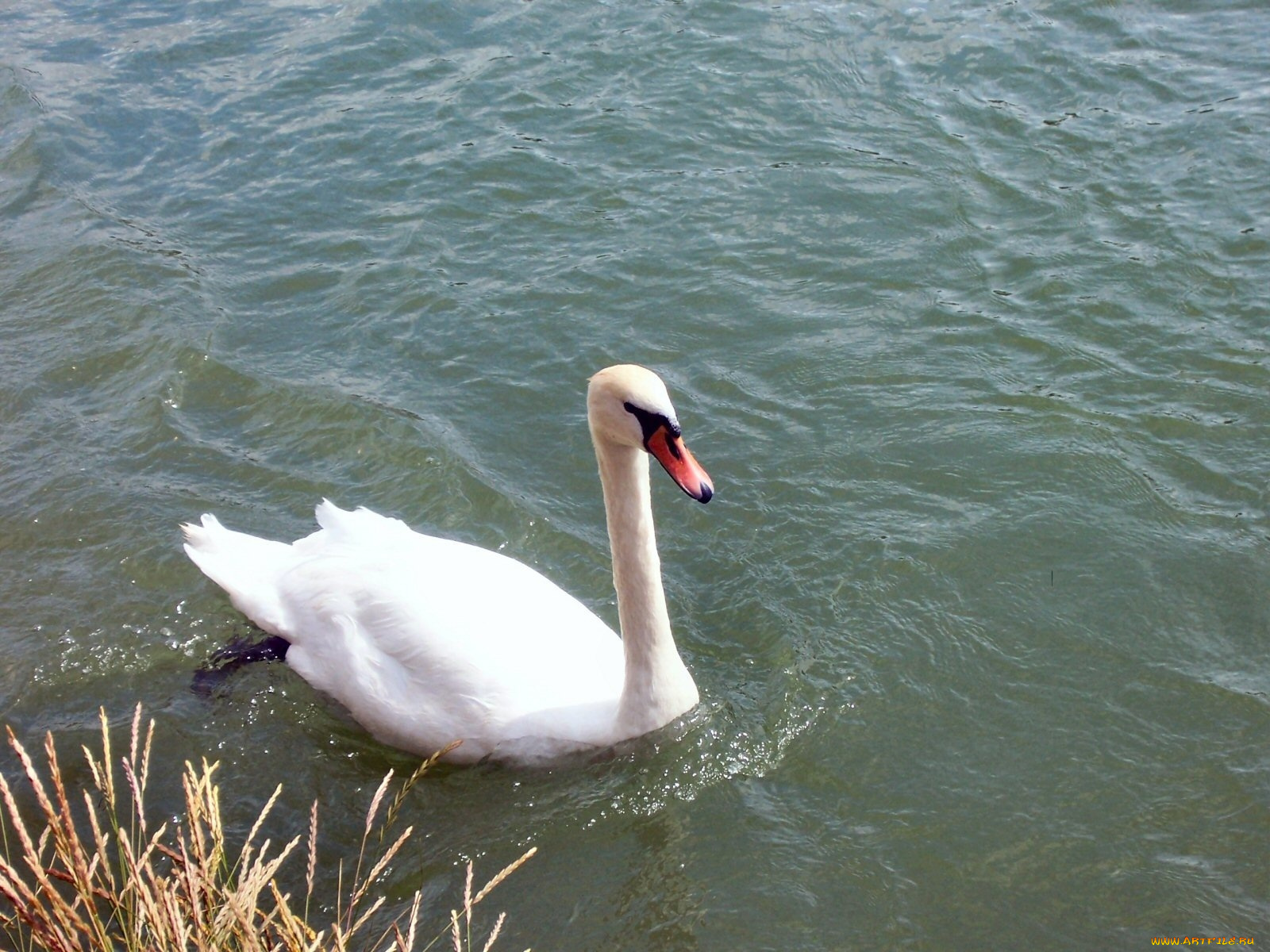 животные, лебеди, лебедь