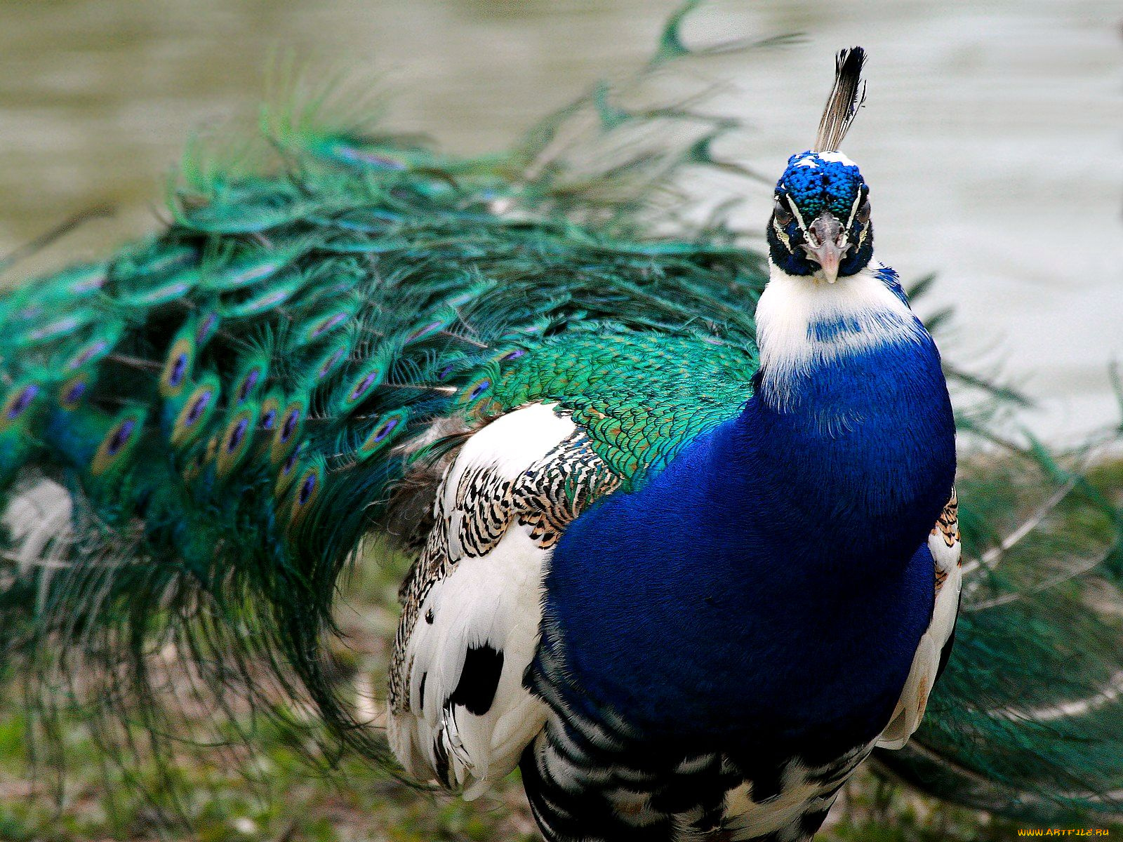 животные, павлины, хвост, перья