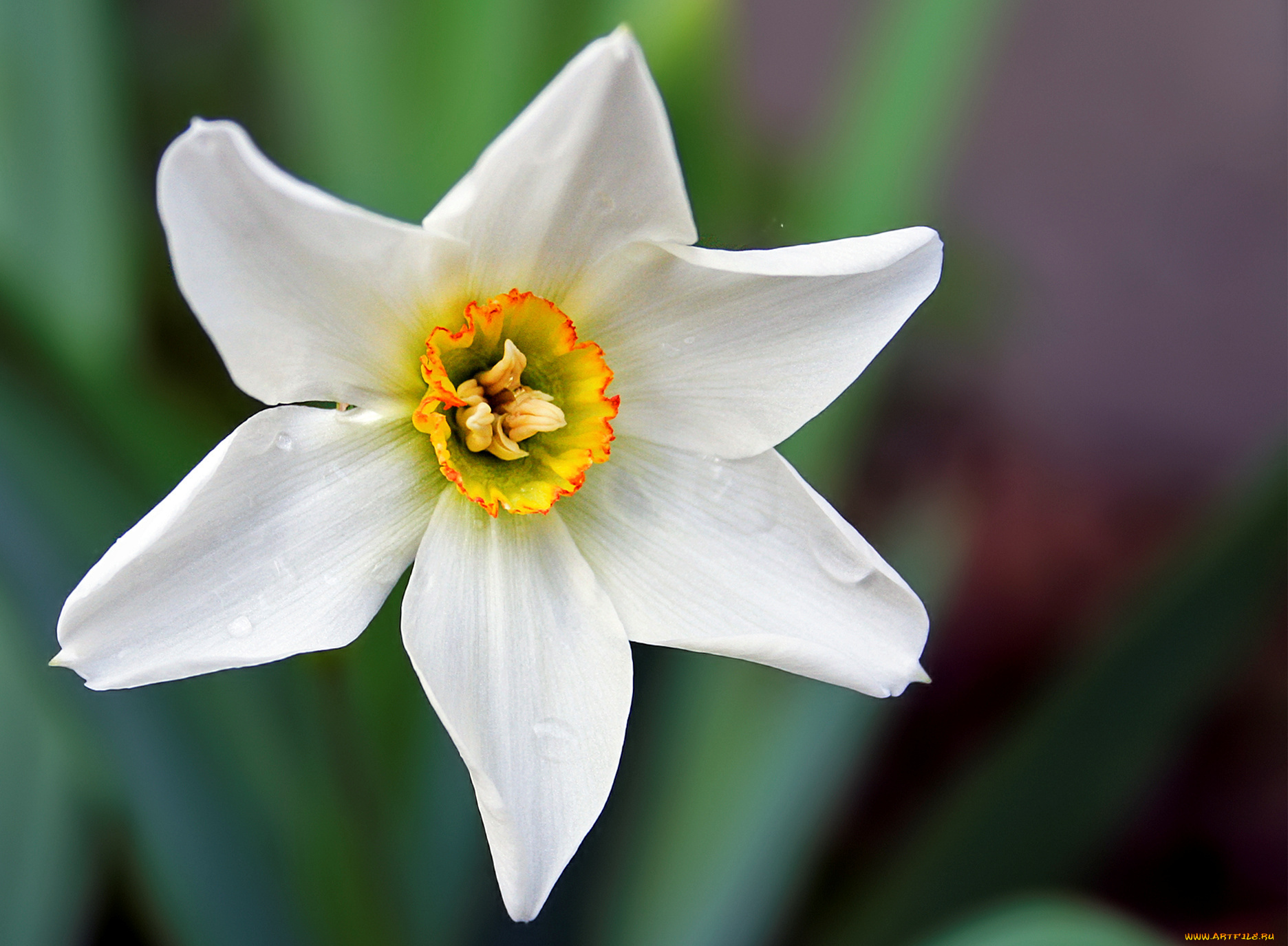 цветы, нарциссы, белый