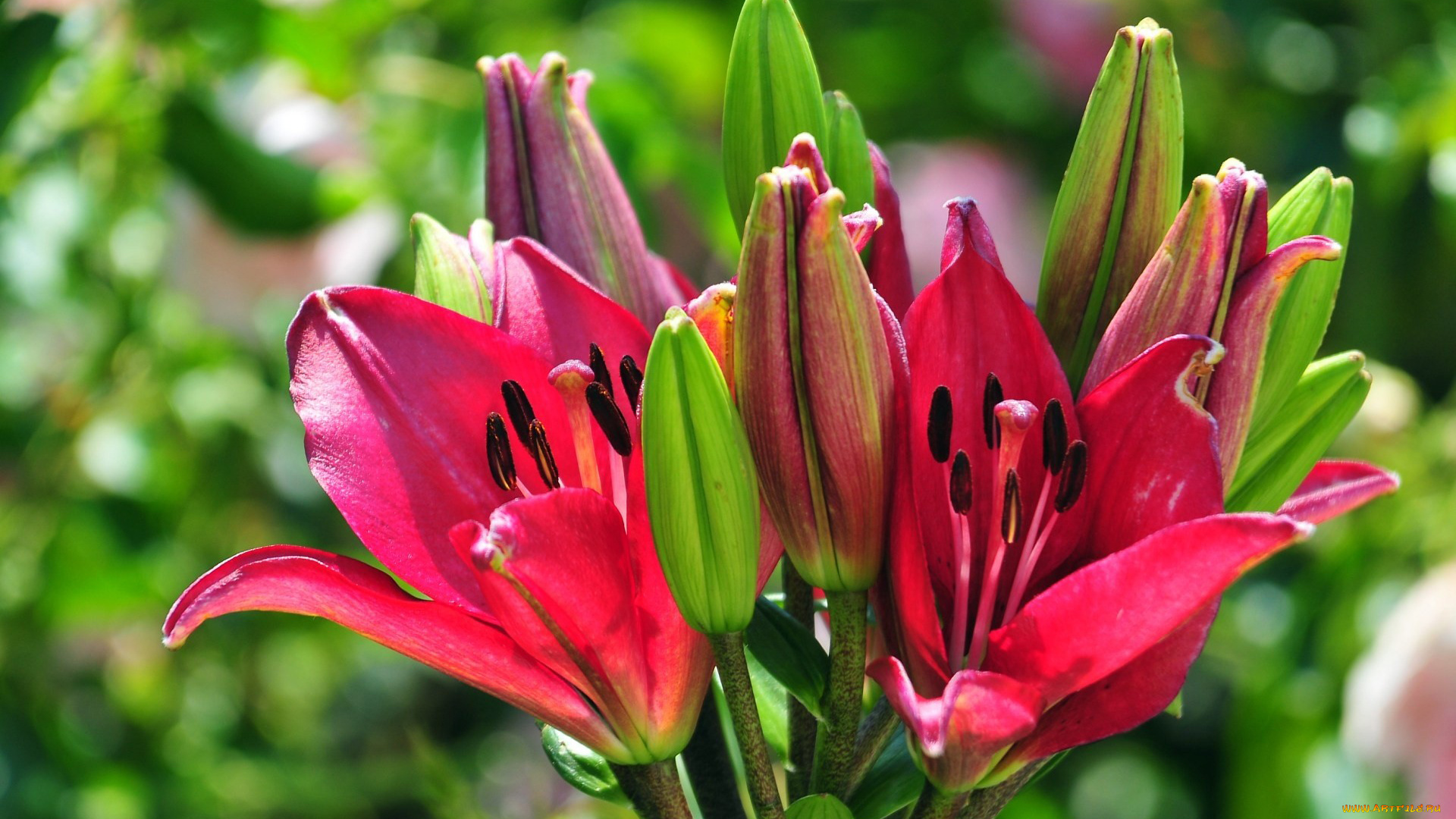 цветы, лилии, лилейники, бутоны