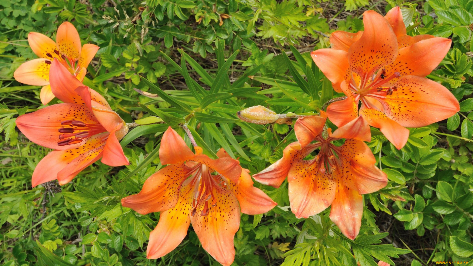 цветы, лилии, лилейники, оранжевый