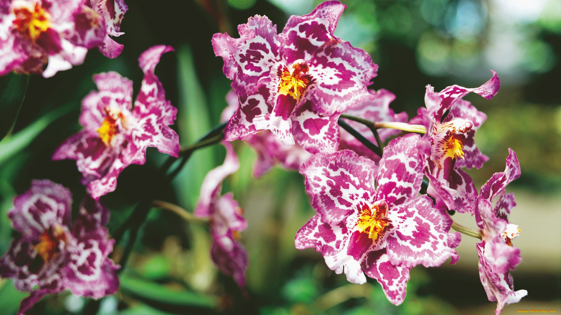 цветы, орхидеи, экзотика