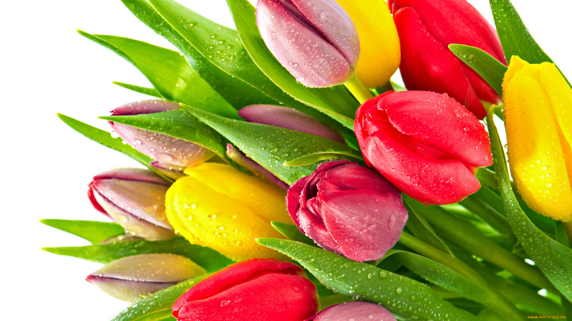 цветы, тюльпаны, зеленый, желтый, красный, капли