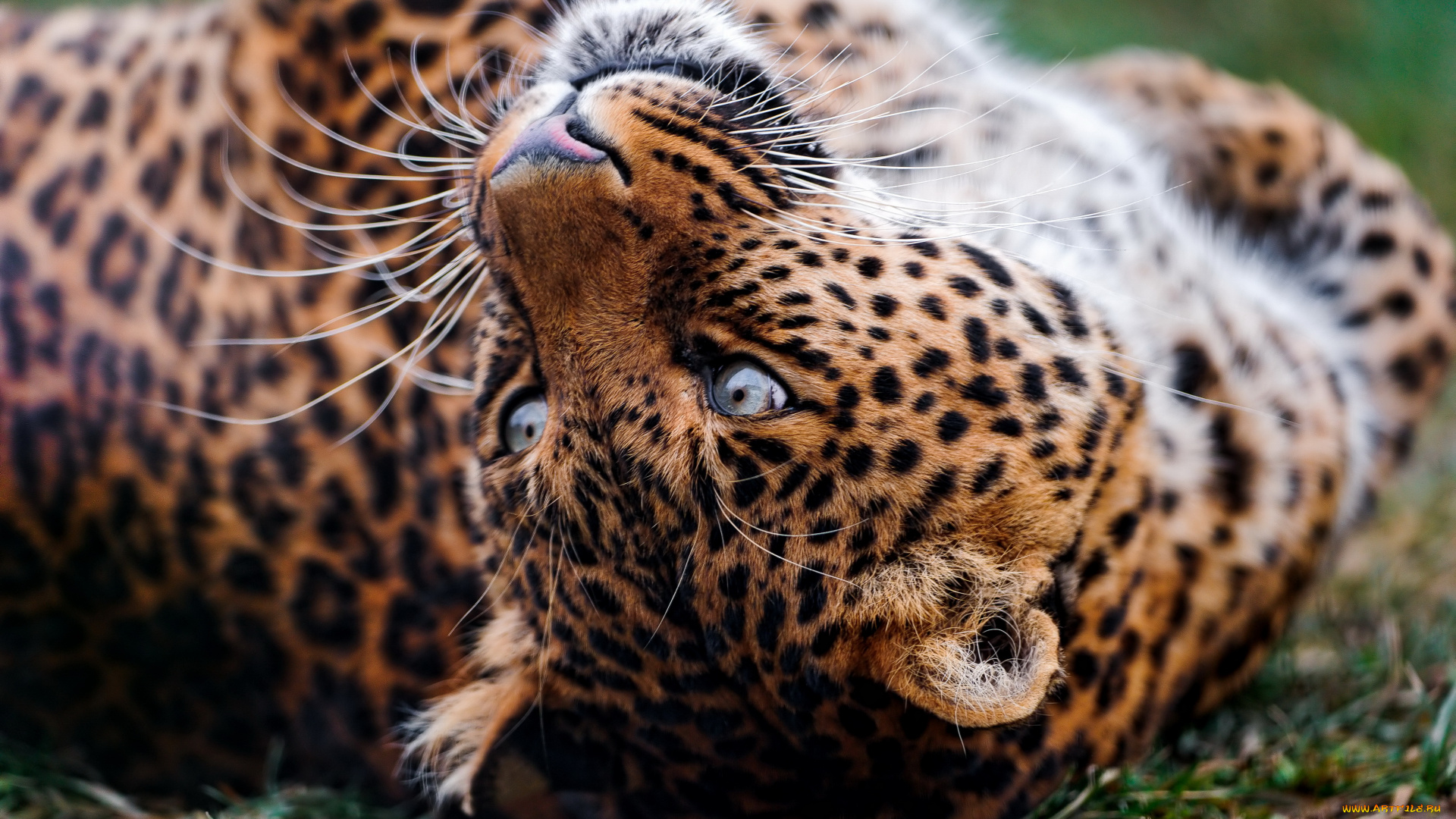 поиграем, животные, леопарды, морда, смотрит, лежит, леопард