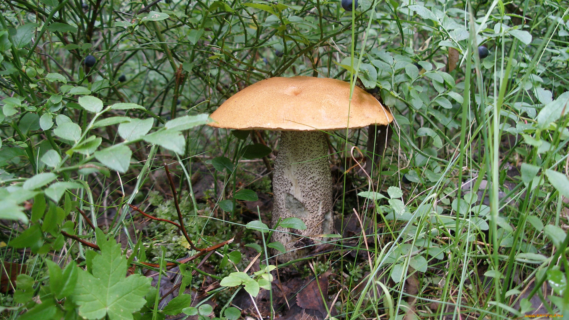 природа, грибы, голубика, трава, гриб