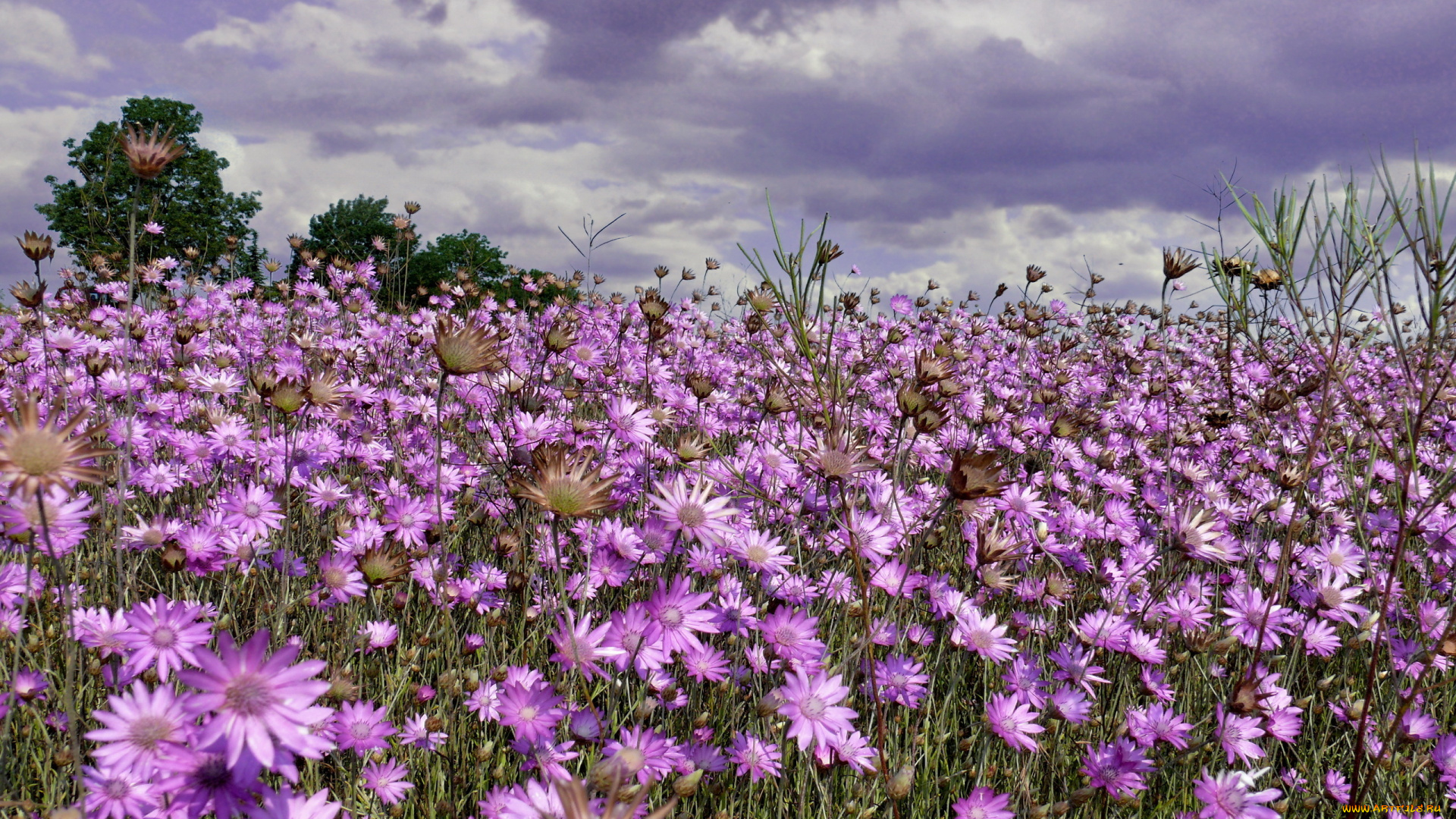 природа, луга, цветы, поле
