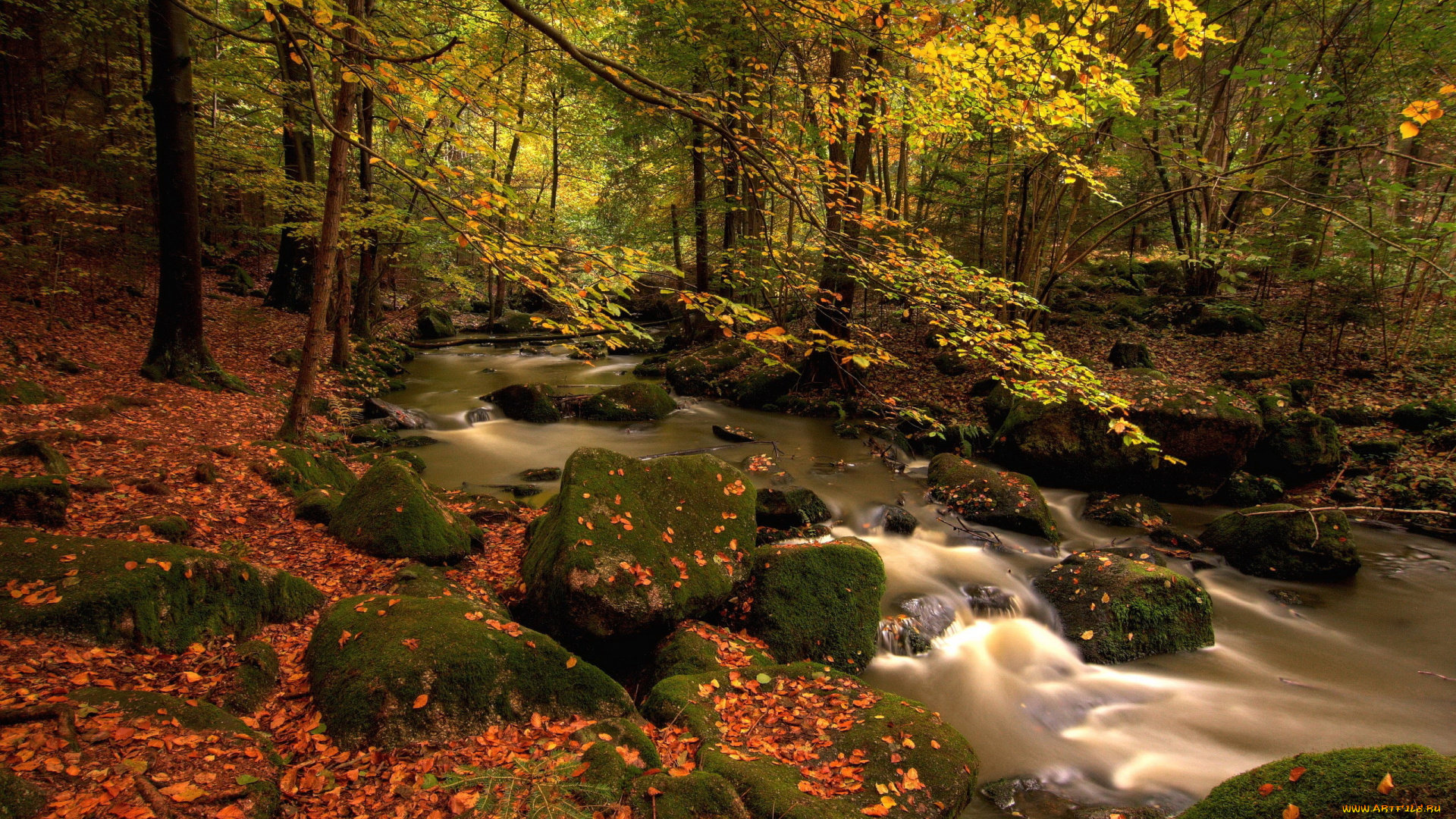 природа, реки, озера, лес, ручей