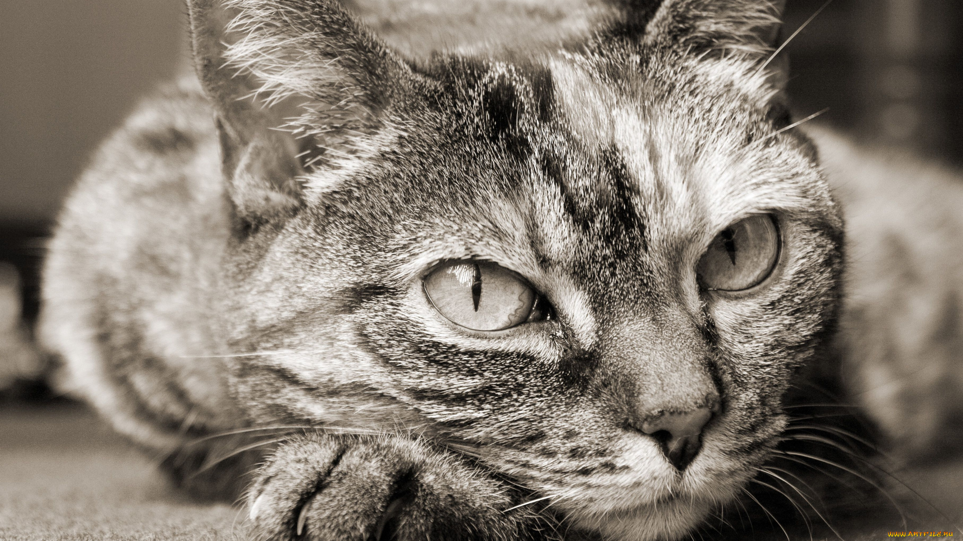 животные, коты, cat