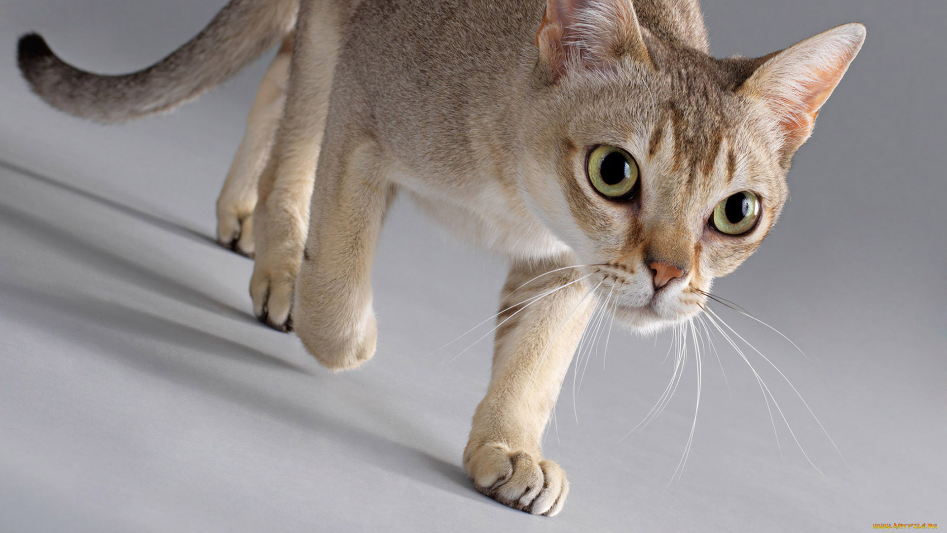 животные, коты, идет, усы, глаза, кошка