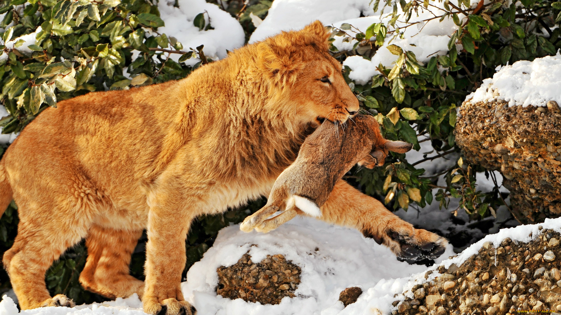 животные, львы, лев, заяц, снег, добыча