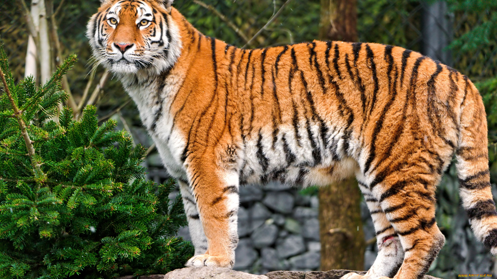 животные, тигры, ель, хищник