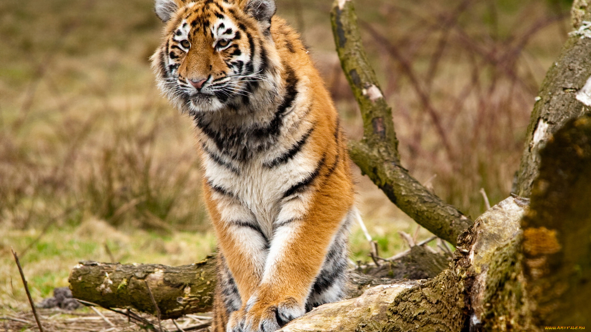 животные, тигры, тигр