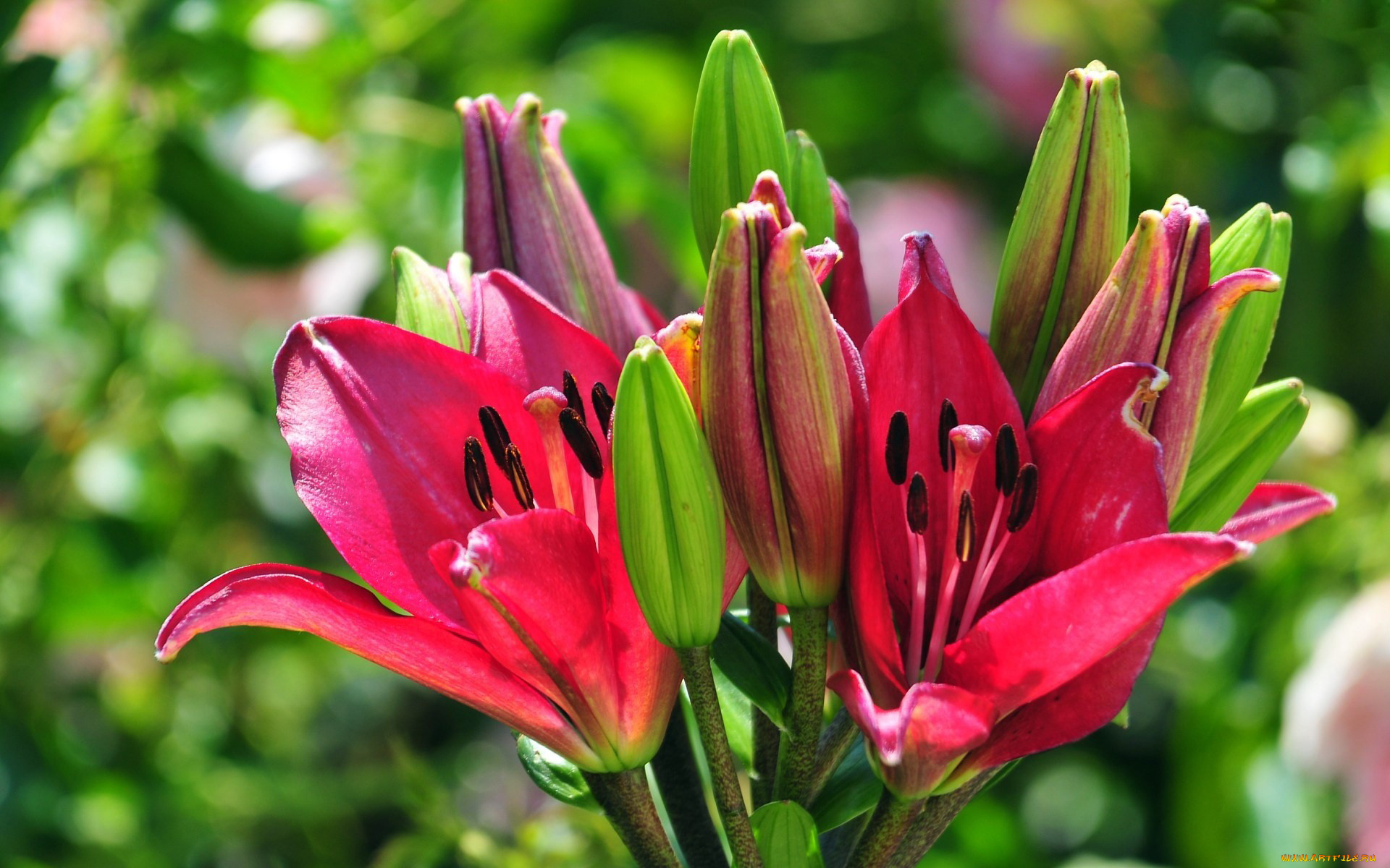 цветы, лилии, лилейники, бутоны