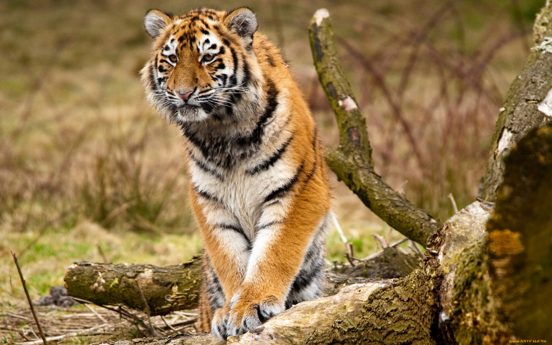 животные, тигры, тигр