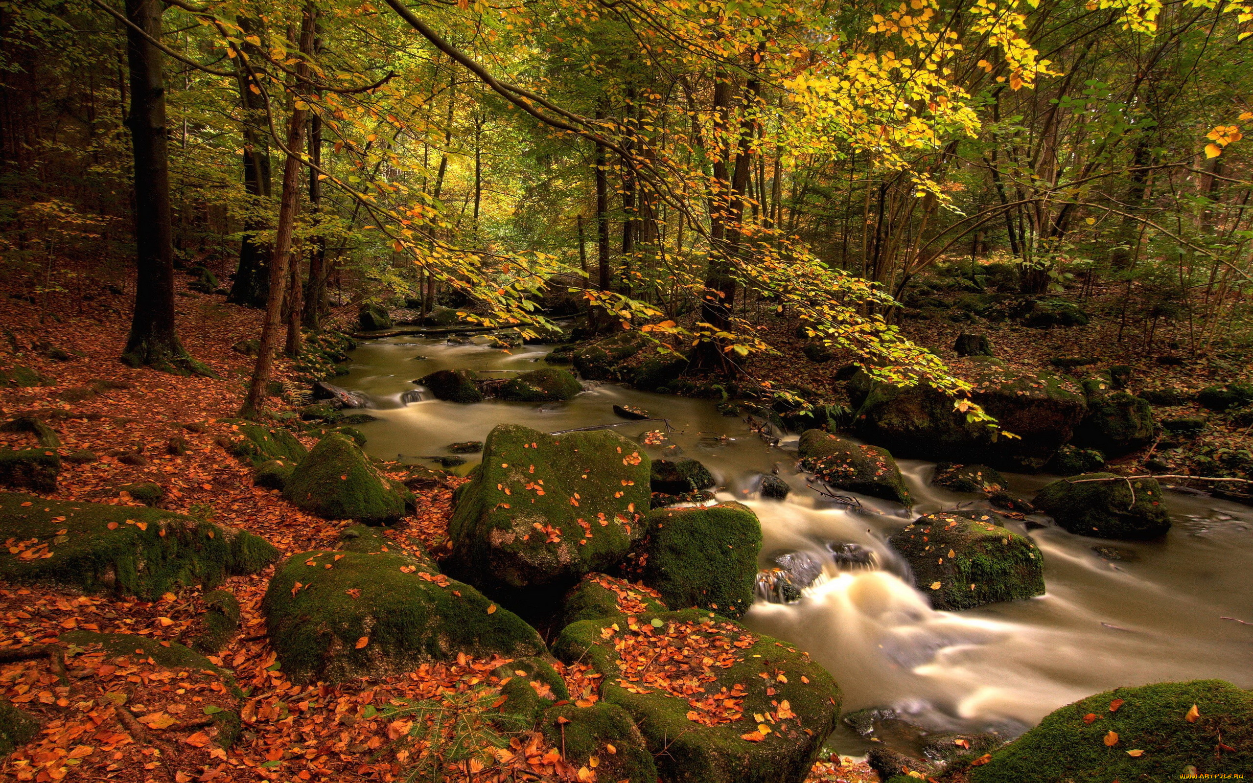 природа, реки, озера, лес, ручей