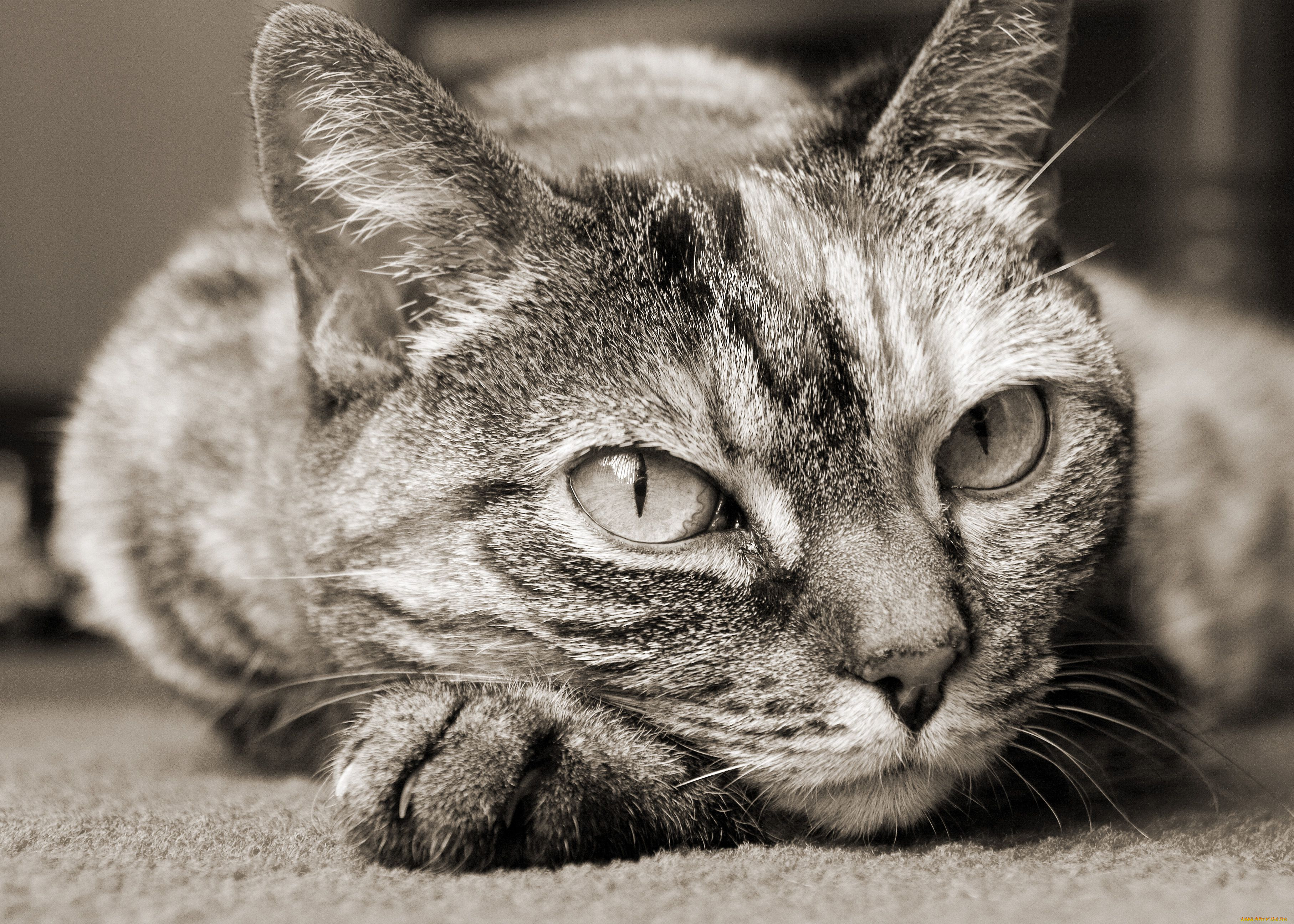 животные, коты, cat