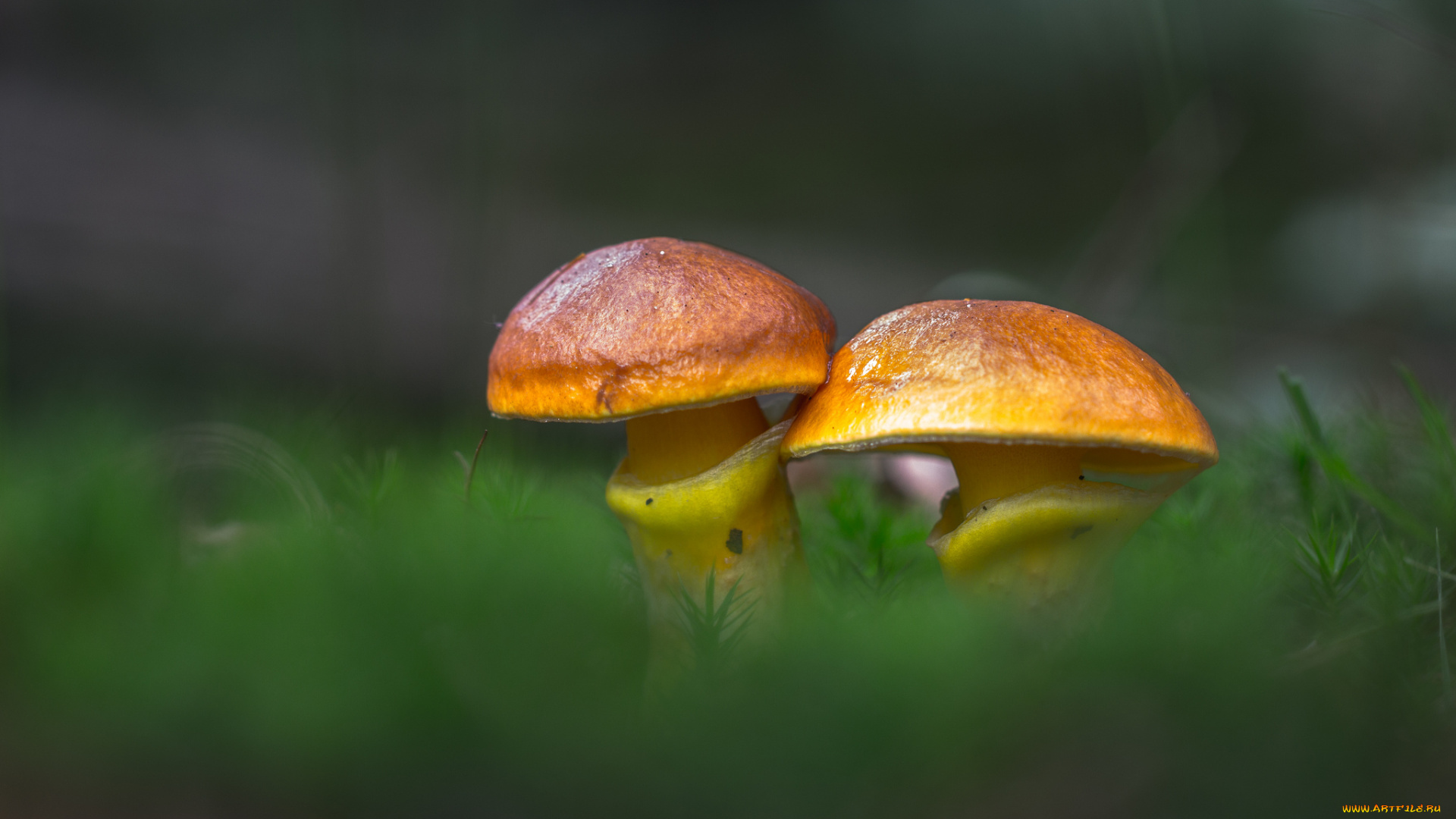 природа, грибы, гриб, лес, трава, лиственничный, маслёнок