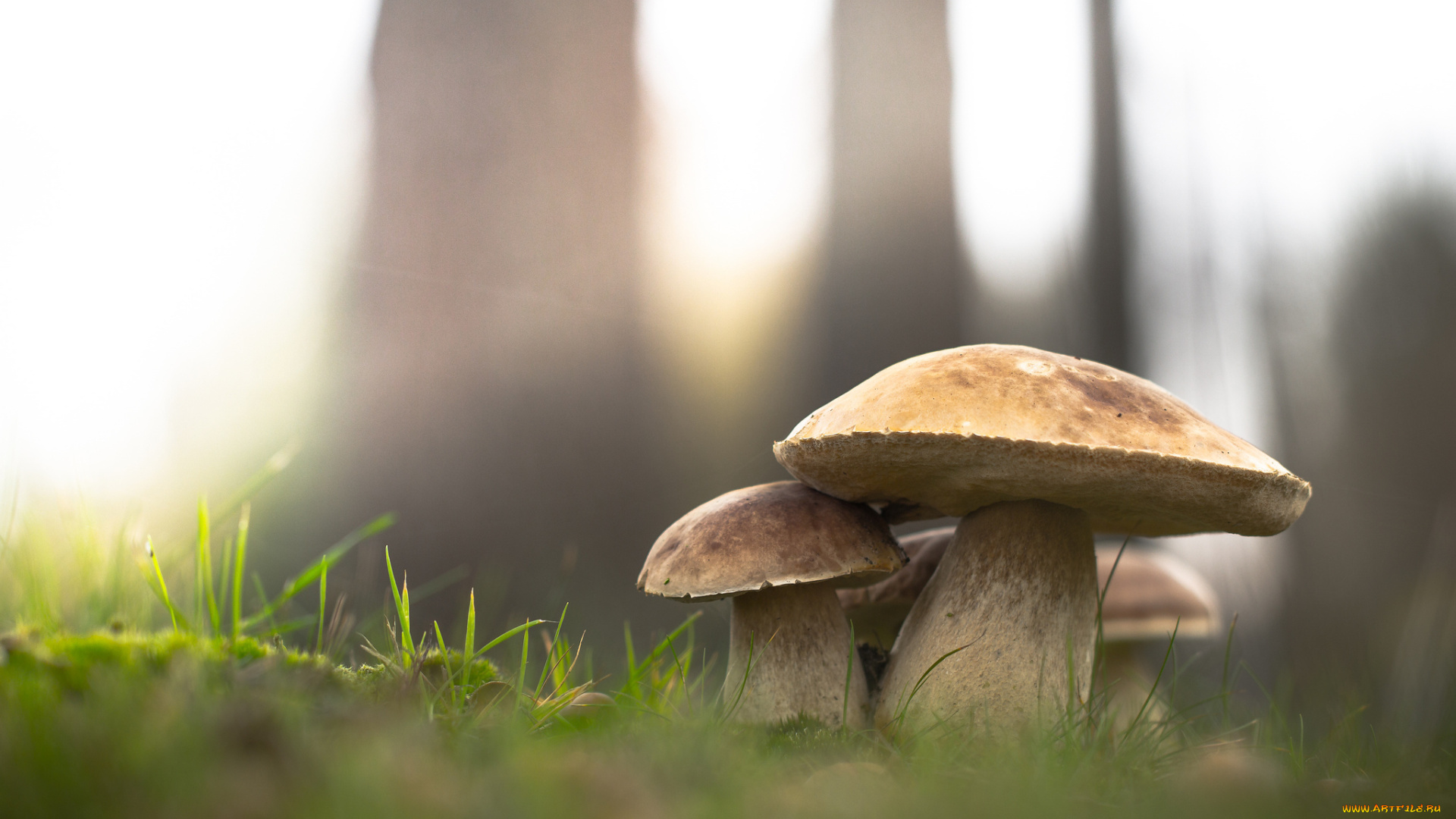 природа, грибы, лес, трава, белый, гриб