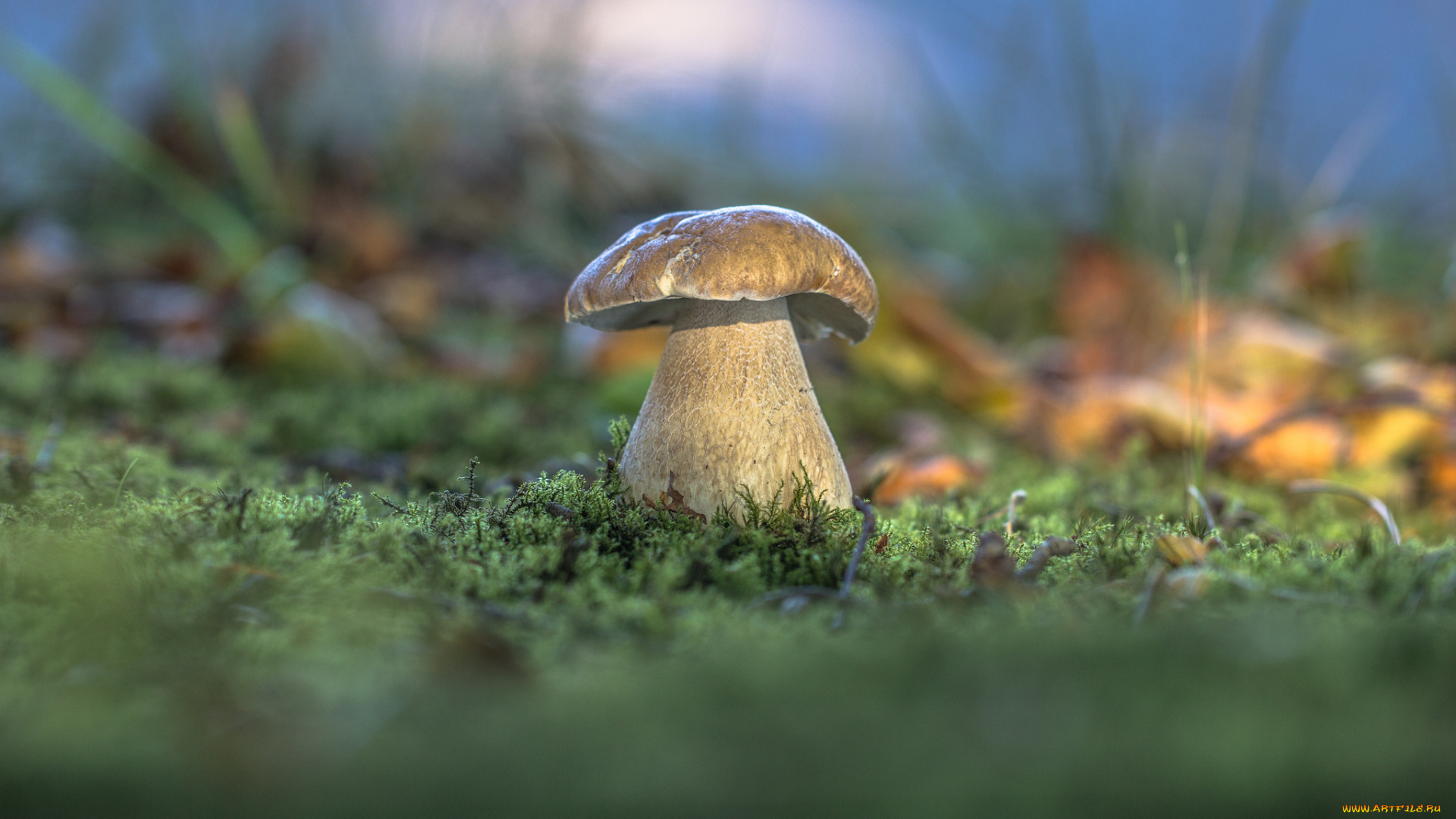 природа, грибы, трава, лес, белый, гриб, осень, мох